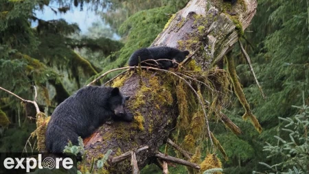 Anan Bear Cam - Fishing Hole 3 - Alaska